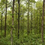 Joypur Bankura